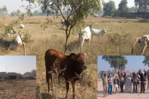 बदायूं: कागजों में चल रहा अभियान, हकीकत में गोवंश से किसान परेशान